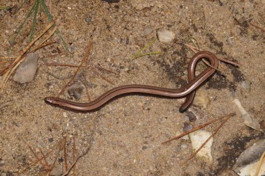 Doğa Koruma Alanı 'ndaki Anguis kırılganlıkları 