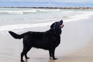 Blavand Danimarka plajında Siyah Labrador Retriever oynuyor.