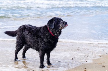 Blavand Danimarka plajında Siyah Labrador Retriever oynuyor.