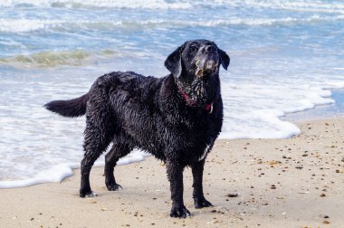 Blavand Danimarka plajında Siyah Labrador Retriever oynuyor.