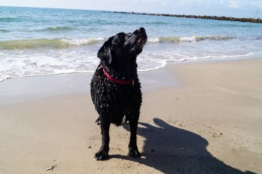 Blavand Danimarka plajında Siyah Labrador Retriever oynuyor.