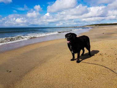 Blavand Danimarka plajında Siyah Labrador Retriever oynuyor.