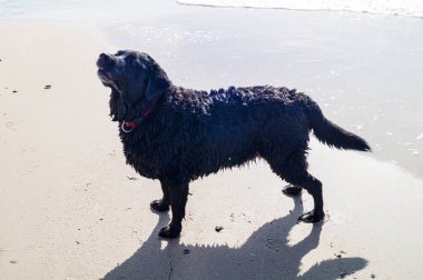 Blavand Danimarka plajında Siyah Labrador Retriever oynuyor.