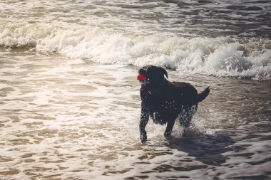 Blavand Danimarka plajında Siyah Labrador Retriever oynuyor.