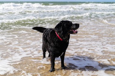 Blavand Danimarka plajında Siyah Labrador Retriever oynuyor.