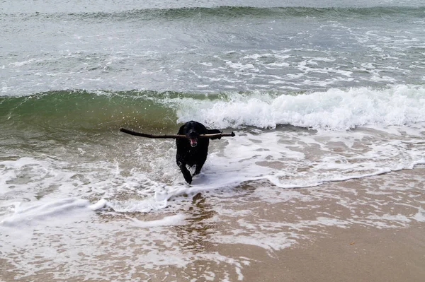 Black Labrador Retriever Playing Beach Blavand Denmark — Stock Photo, Image