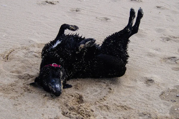 Blavand Danimarka Plajında Siyah Labrador Retriever Oynuyor — Stok fotoğraf