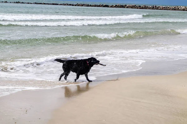 Blavand Danimarka plajında Siyah Labrador Retriever oynuyor.