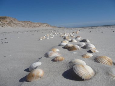 Shellfish conch at the beach of Blavand / Ho Denmark clipart