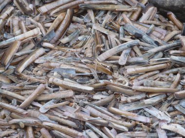 Blavand / Ho Danimarka sahilinde kabuklu deniz hayvanları