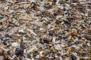 Blavand / Ho Danimarka sahilinde kabuklu deniz hayvanları