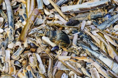 Blavand / Ho Danimarka sahilinde kabuklu deniz hayvanları