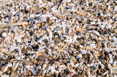 Blavand / Ho Danimarka sahilinde kabuklu deniz hayvanları