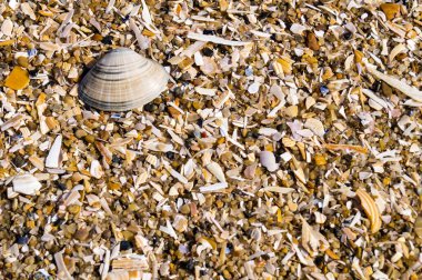 Blavand / Ho Danimarka sahilinde kabuklu deniz hayvanları
