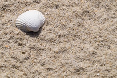 Blavand / Ho Danimarka sahilinde kabuklu deniz hayvanları