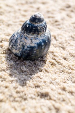 Blavand / Ho Danimarka sahilinde kabuklu deniz hayvanları
