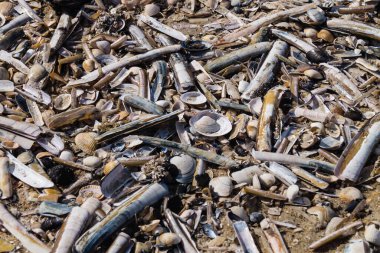 Blavand / Ho Danimarka sahilinde kabuklu deniz hayvanları