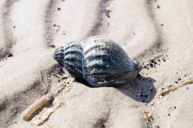 Blavand / Ho Danimarka sahilinde kabuklu deniz hayvanları