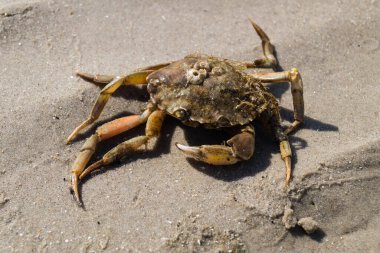 Blavand / Ho Danimarka sahilinde kabuklu deniz hayvanları