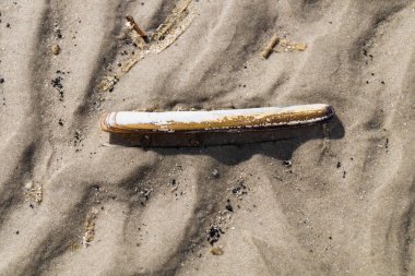 Blavand / Ho Danimarka sahilinde kabuklu deniz hayvanları