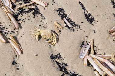 Blavand / Ho Danimarka sahilinde kabuklu deniz hayvanları