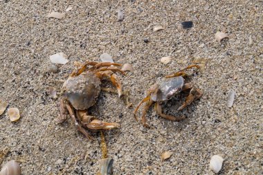 Blavand / Ho Danimarka sahilinde kabuklu deniz hayvanları