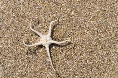 Blavand / Ho Danimarka sahilinde kabuklu deniz hayvanları