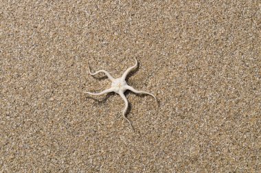 Blavand / Ho Danimarka sahilinde kabuklu deniz hayvanları