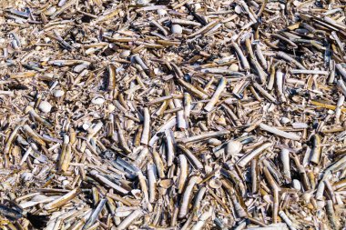 Blavand / Ho Danimarka sahilinde kabuklu deniz hayvanları