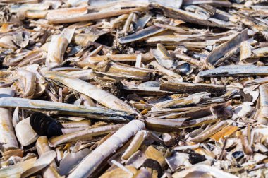 Blavand / Ho Danimarka sahilinde kabuklu deniz hayvanları