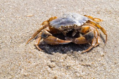 Blavand / Ho Danimarka sahilinde kabuklu deniz hayvanları
