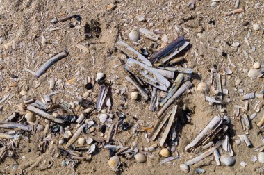 Blavand / Ho Danimarka sahilinde kabuklu deniz hayvanları