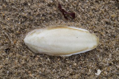 Blavand / Ho Danimarka sahilinde kabuklu deniz hayvanları