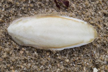 Blavand / Ho Danimarka sahilinde kabuklu deniz hayvanları