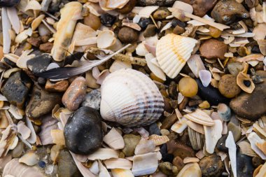 Blavand / Ho Danimarka sahilinde kabuklu deniz hayvanları