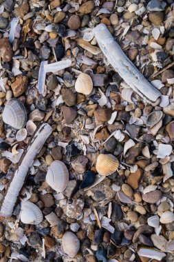 Blavand / Ho Danimarka sahilinde kabuklu deniz hayvanları