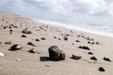 Blavand / Ho Danimarka sahilinde kabuklu deniz hayvanları