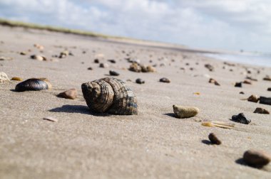 Blavand / Ho Danimarka sahilinde kabuklu deniz hayvanları