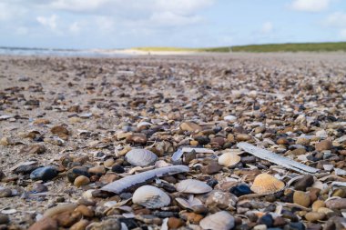 Blavand / Ho Danimarka sahilinde kabuklu deniz hayvanları