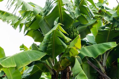 Muzlar Madeira Adası 'nda bir çiftlikte