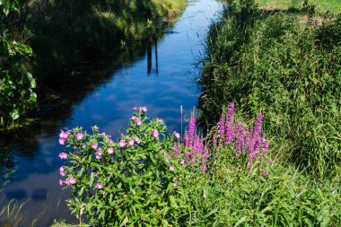 Loosestrife - lythrum salicaria ya da Lythrum anceps
