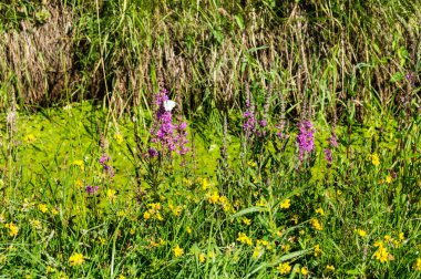 Loosestrife - lythrum salicaria ya da Lythrum anceps
