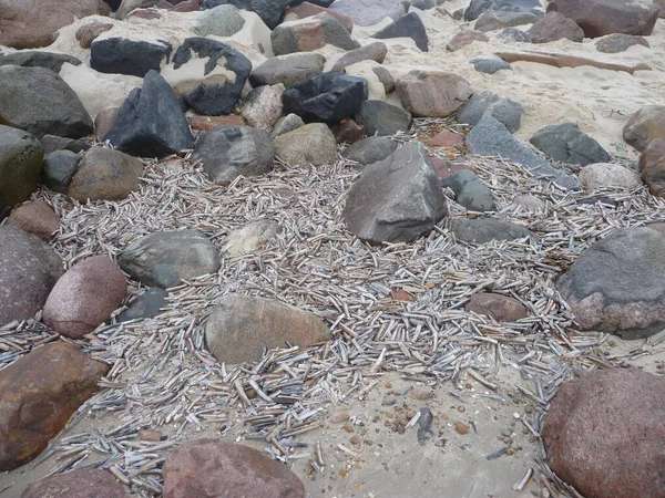 Blavand Danimarka Sahilinde Kabuklu Deniz Hayvanları — Stok fotoğraf