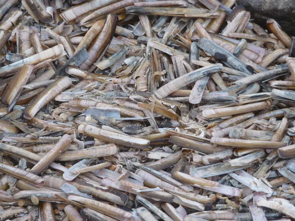 Blavand / Ho Danimarka sahilinde kabuklu deniz hayvanları