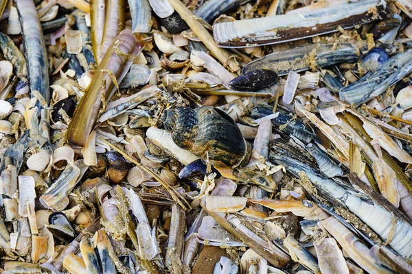 Blavand / Ho Danimarka sahilinde kabuklu deniz hayvanları