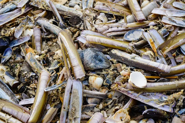 Blavand / Ho Danimarka sahilinde kabuklu deniz hayvanları
