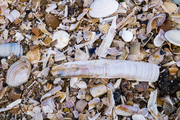 Shellfish Conch Beach Blavand Denmark — Stock Photo, Image