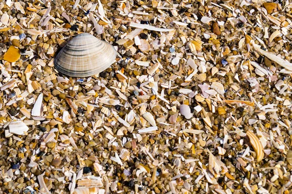 Blavand / Ho Danimarka sahilinde kabuklu deniz hayvanları