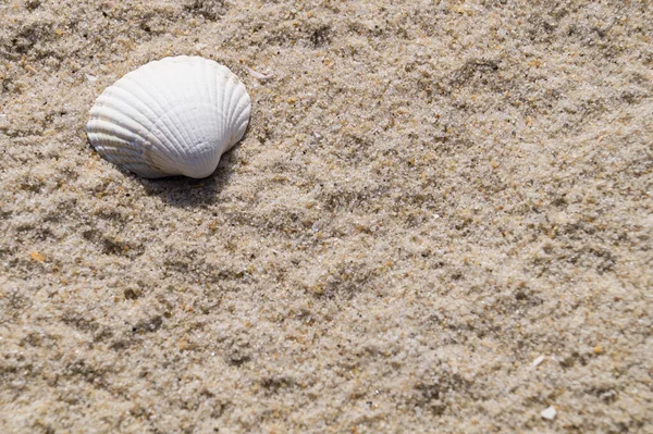 Blavand / Ho Danimarka sahilinde kabuklu deniz hayvanları