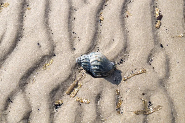 Blavand / Ho Danimarka sahilinde kabuklu deniz hayvanları